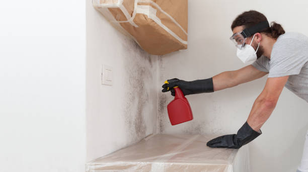 Professional Attic Mold Remediation technician working in Greensboro, GA