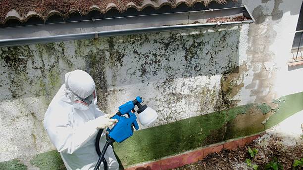 Top rated local Attic Mold Remediation specialists in Greensboro, GA